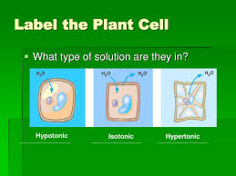 Tonicity is one of the factors that affects drug absorption. Ppt Cell Membrane And Tonicity Worksheet Powerpoint Presentation Free Download Id 2973492