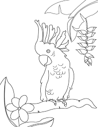 When we think of october holidays, most of us think of halloween. Printable Cockatoo Coloring Page Coloring Library