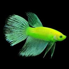 Glofish Care Guide For Aquarists