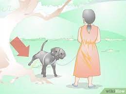 Een Urineweginfectie Bij Honden Voorkomen 10 Stappen Met Afbeeldingen Wikihow