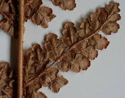 Image result for Mohria