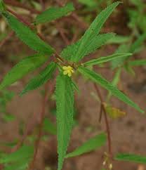 Image result for Dolichos trilobus