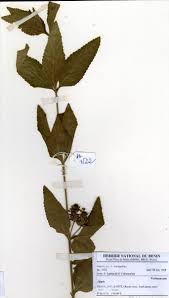 Image result for Lantana ukambensis