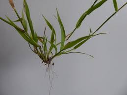 Image result for Agrostis