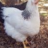 We did not find results for: Columbian Wyandotte Baby Chicks For Sale Cackle Hatchery