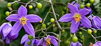 Image result for Solanum seaforthianum