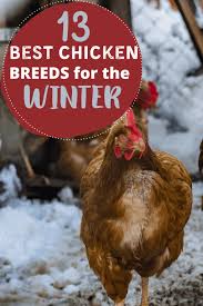 Due to recent global events, people are starting to think about sustainability more than ever. 13 Best Cold Weather Chicken Breeds For Your Flock