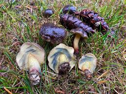 Image result for Xerocomellus diffractus