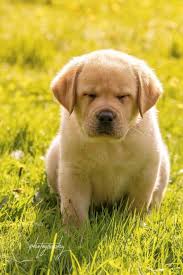 Maybe you would like to learn more about one of these? Asleep While Sitting Yellow Lab Labrador Retriever Lab Etsy