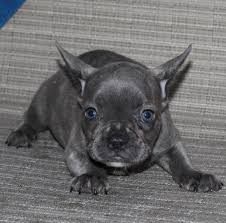 Check spelling or type a new query. French Bulldog Puppies For Sale China Township Mi 310946