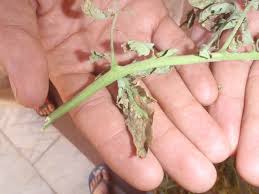 Sumac tree is a perpetual plant that can get by from 30 to 50 years in the wild. Summer Rains Humidity Exacerbate Plant Diseases Las Vegas Review Journal