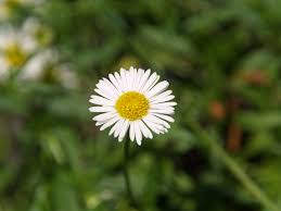 Image result for Erigeron karvinskianus