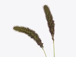 Image result for Setaria italica