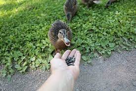 Maybe you would like to learn more about one of these? What Do Ducks Eat In The Wild And As Pets Chickens And More
