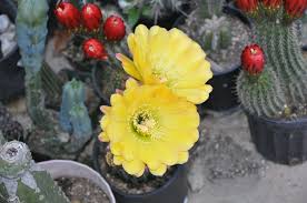 Image result for Commicarpus grandiflorus