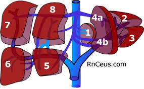 The central veins coalesce into hepatic veins, which leave the liver and drain into the inferior vena cava. Anatomy And Physiology Of The Liver