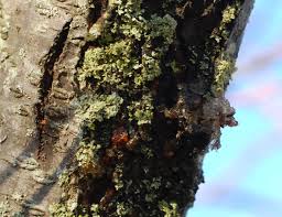 Your question will be posted publicly on the questions & answers page. Crab Apple Tree With Multiple Issues Ooze Lumps Soot Bark Help Apples Forum At Permies