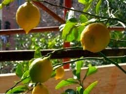 Maybe you would like to learn more about one of these? Foglie Cadenti Dell Albero Del Limone Come Impedire La Caduta Della Foglia Dell Albero Di Limone It Haenselblatt Com
