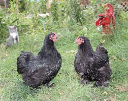 In this article, learn everything you need to know to determine if. Black Cochin Bantam Chickens For Sale Cackle Hatchery