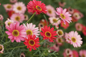 Check spelling or type a new query. 45 Best Summer Flowers Beautiful Flowers That Bloom All Summer