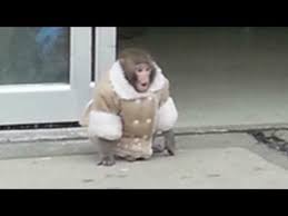 Ikea Monkey Ikea Monkey Animal Pictures Animal Memes