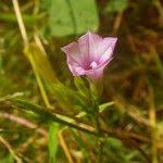 Image result for Ipomoea heterotricha