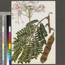 Image result for Albizia grandibracteata
