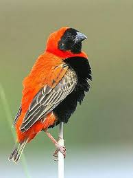 Black Bird With Orange Wings South Africa Pin By Rehan Ahmed On Birds In The World South African Birds Pet Birds Beautiful Birds