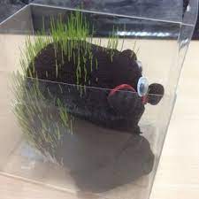 小花看世界 發芽的泥娃娃 blog posts blog plants