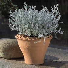 Brighten up the dark corners of your home with the shine of silver leaf houseplants.they offer a magnificent hue and look great with every decor! Calocephalus Brownii Silver Foliage Plants Perfect For Seasonal Planters Pack Of Three Best Quality Better Blattpflanzen Pflanzen Zimmerpflanzen Ideen