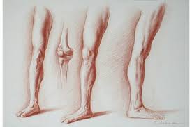 The evolution of the human eyebrows is believed to have prevented the influx of sweat into the eyes. Drawing Bodies 101 Artistic Anatomy And Drawing The Leg