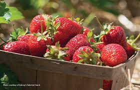 There are many methods of row planting that work well for strawberries, but by far the most common method is the matted row system: How To Grow Strawberries Garden Gate