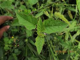 Image result for Commicarpus chinensis