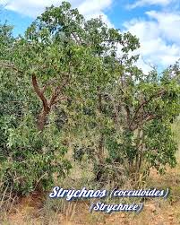 Image result for Strychnos matopensis