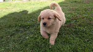 Check spelling or type a new query. Dudley Golden Retriever Puppies For Sale In Ohio Youtube