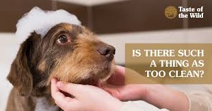 Maybe you would like to learn more about one of these? How Often Should You Bathe Your Pet Taste Of The Wild
