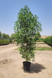 Image result for Conocarpus