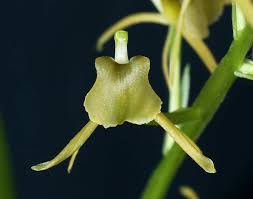 Image result for Liparis