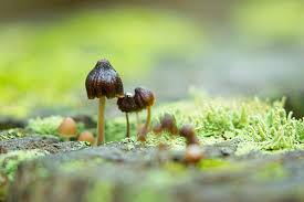 Image result for Indigofera subulifera