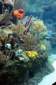 Xcaret Biodiversidad De Jardines Multicolores Biodiversity Of The Ocean S Gardens Ocean Garden Underwater World Ocean Creatures