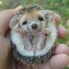 Exotic pets & more inc has many different types of fancy hamsters for sale. Exotic Pets Birmingham Al Ed S Pet World