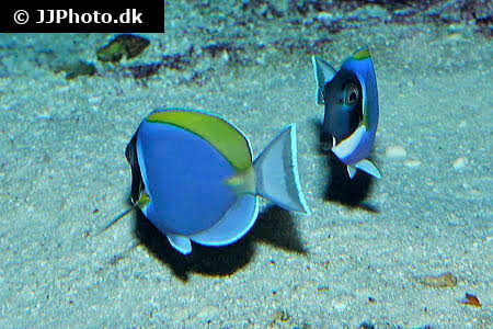 Powder Blue Tang Care - Size, Life Span, Tank Mates, Breeding