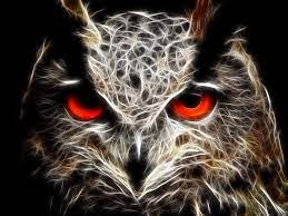 Gambar burung download gambar burung foto burung. Wallpapers Burung Hantu Wallpaper Cave
