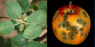 If your fruit tree is oozing a lot of gum, it may have gummosis. Disease Fruit Crop Plant Disease Diagnostics Clinic