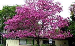 Moon valley nurseries has a wide selection of flowering trees to choose from. Tabebuia Tree For Sale Naples