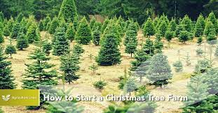 How To Start A Christmas Tree Farm – Agriculture Loan