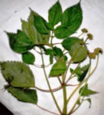 Image result for Lecanthus