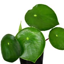 Image result for Peponium sp. A