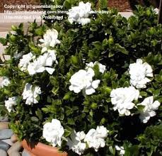 Plantfiles Pictures Gardenia Cape Jasmine Gandharaj Veitchii Gardenia Jasminoides By Guanabanaboy Trees To Plant Gardenia Florida Plants
