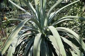 Image result for Agave sisalana
